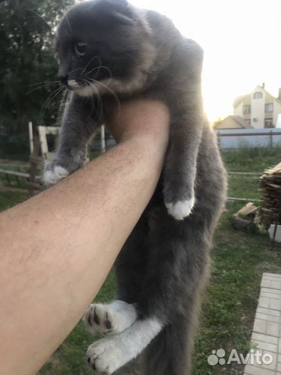 Кошка в дар бесплатно