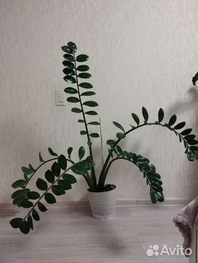 Замиокулькас