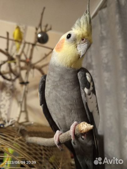 Попугай корелла с клеткой