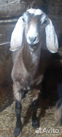 Козы Нубийские и % Камори