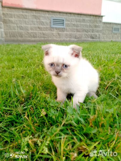 Британские котята