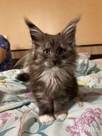 Котята мейн-кун