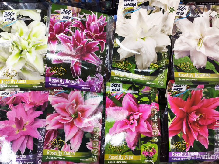 Лилии луковицы