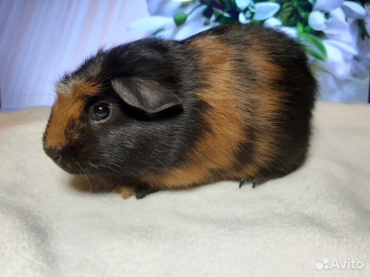 Морская свинка бесплатно