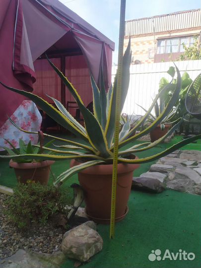 Кактусы и агавы