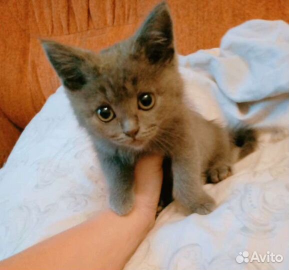 Котёнок британец