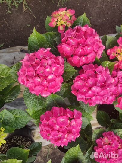 Гортензия крупнолистная