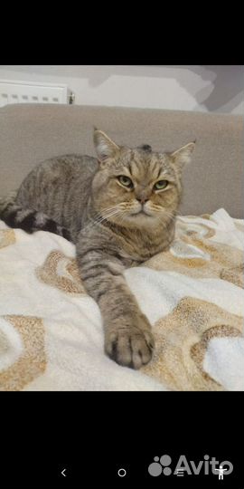 Кот в добрые руки