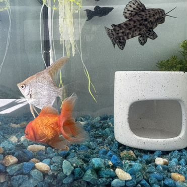 Аквариум с рыбками и всеми атрибутами