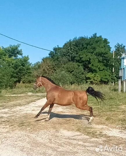 Арабская кобыла