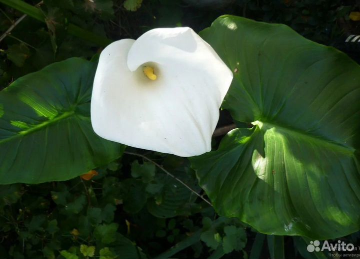 Каллы белые