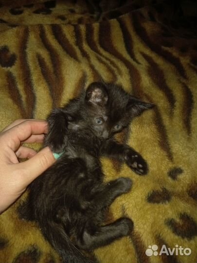 Котята бесплатно