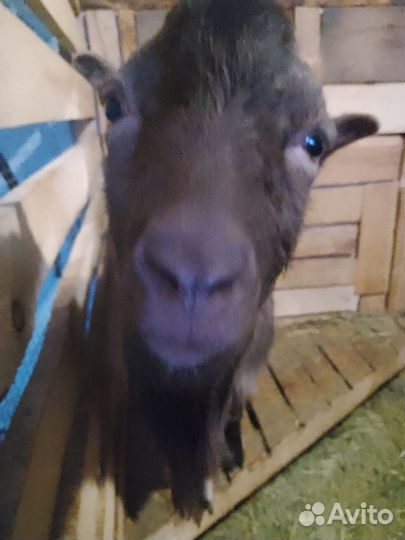 Козел ламанча