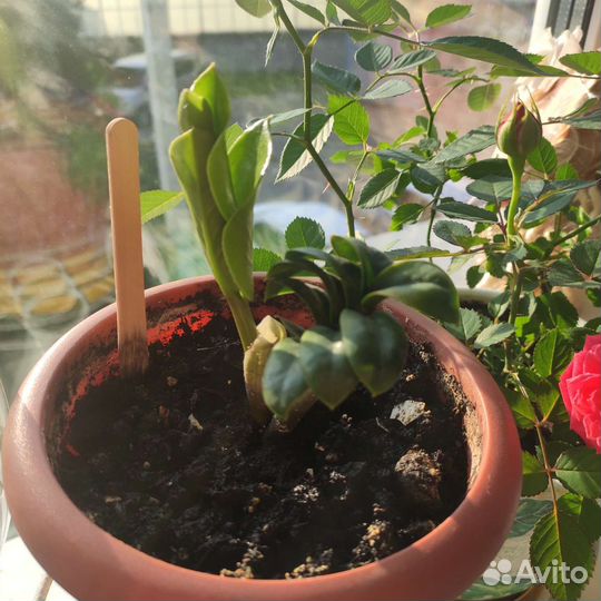 Замиокулькас мини