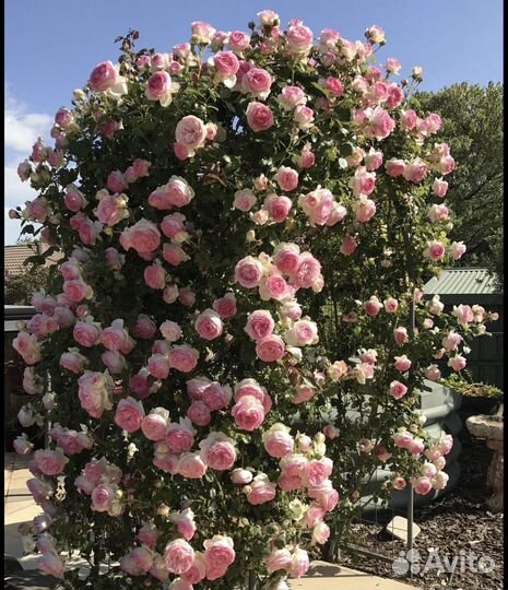 Розы саженцы чайногибридние и не только