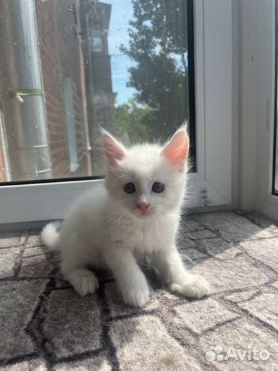 Ласковый дружелюбный котенок мейн кун