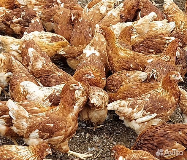 Куры несушки ломан браун