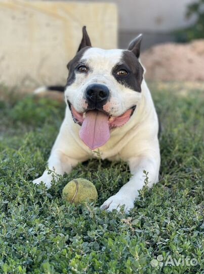 Стаффордширский терьер вязка