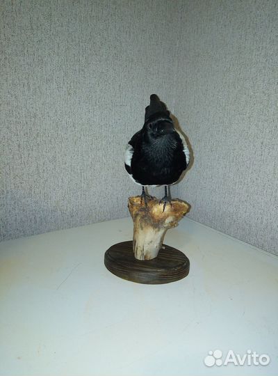 Чучело сороки