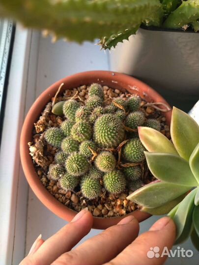 Кактусы и суккуленты