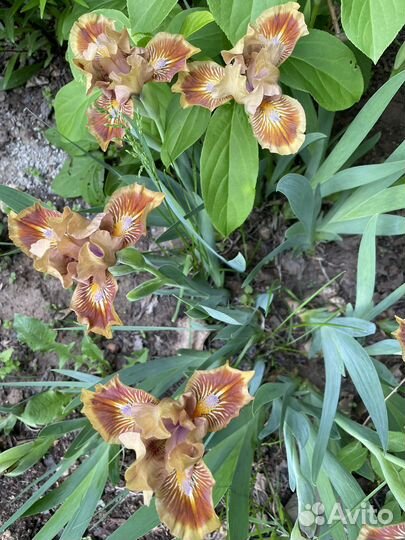 Ирисы карликовые