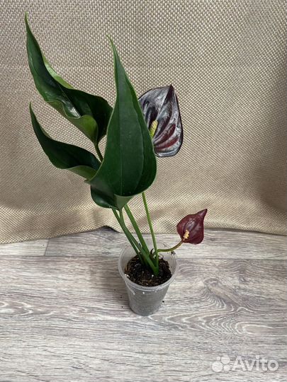Антуриум черный