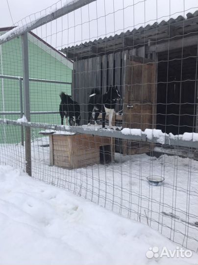 Щенки русско европейской лайки продажа