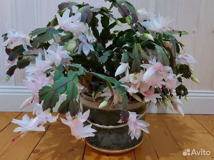 Декабрист шлюмбергера белый (цветущее растение)