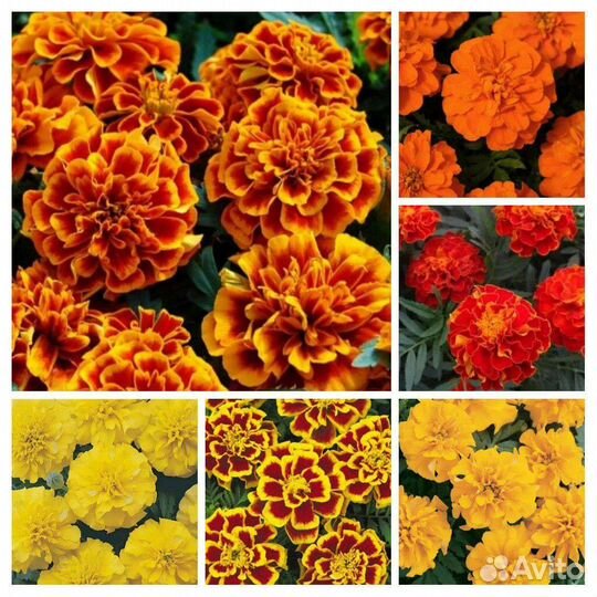 Рассада цветов и овощей