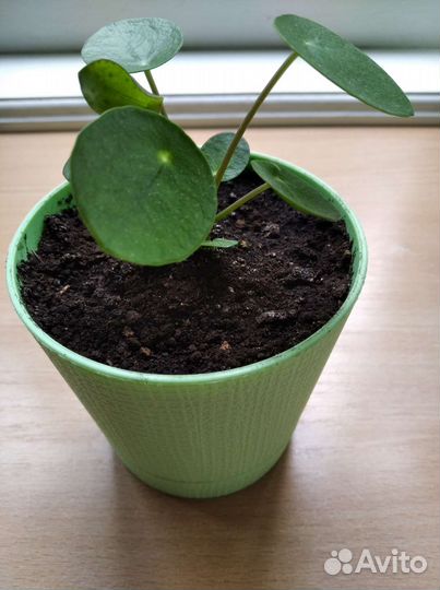 Пилея пеперомиевидная