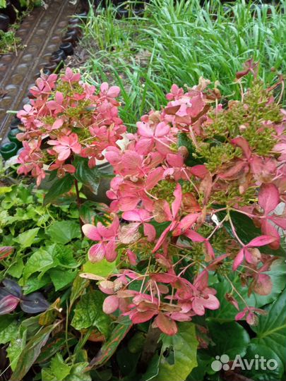 Саженцы гортензии