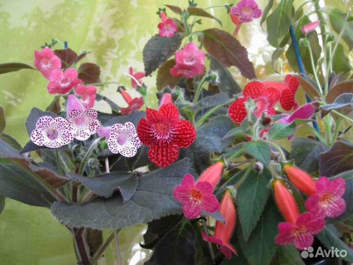 Колерии (разные сорта)