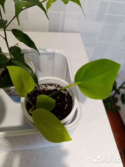 Сциндапсус