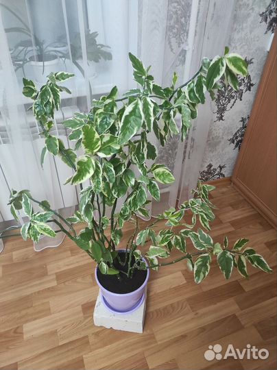 Педилантус