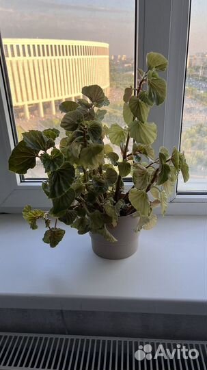 Бегония вечноцветущая