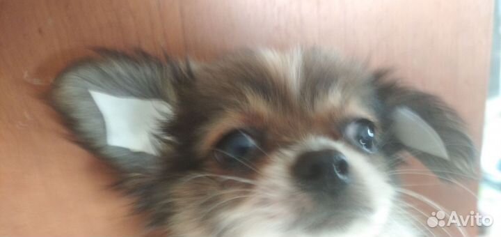 Чихуахуа мини