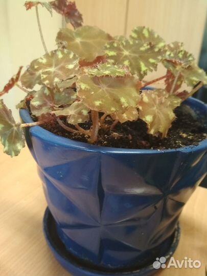 Фикус, бегония тигровая