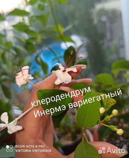 Клеродендрумы