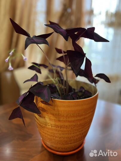 Комнатные цветы