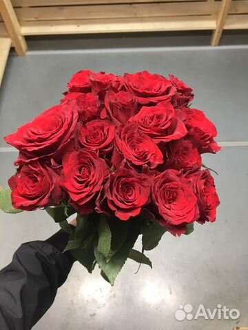 Розы Кения, Эквадор