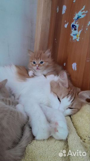 Котята рыжей Ангорской кошки