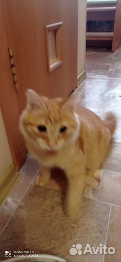 Отдам кота