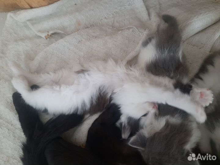 Отдадим котяток