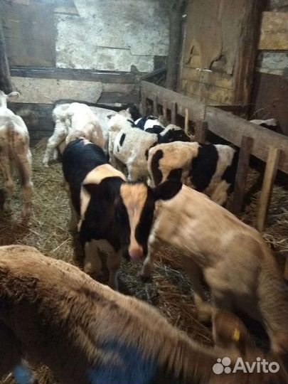 Бычки породистые, Швицы