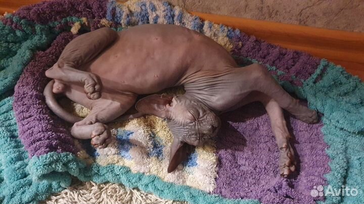 Котята сфинкс