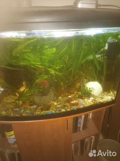 Аквариумные растения