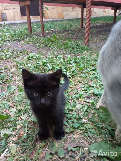 Отдам кошку и котят в добрые руки