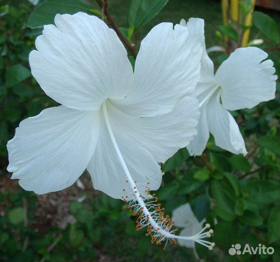 Гибискус Swan lake
