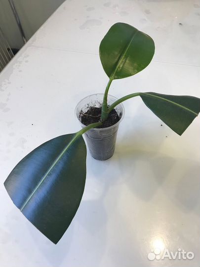 Фикус каучуконосный