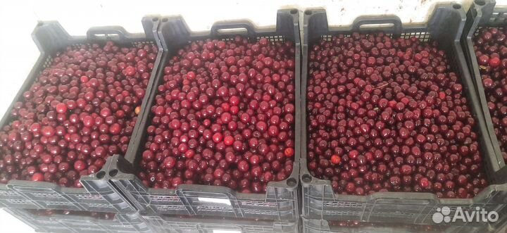 Продажа вишни